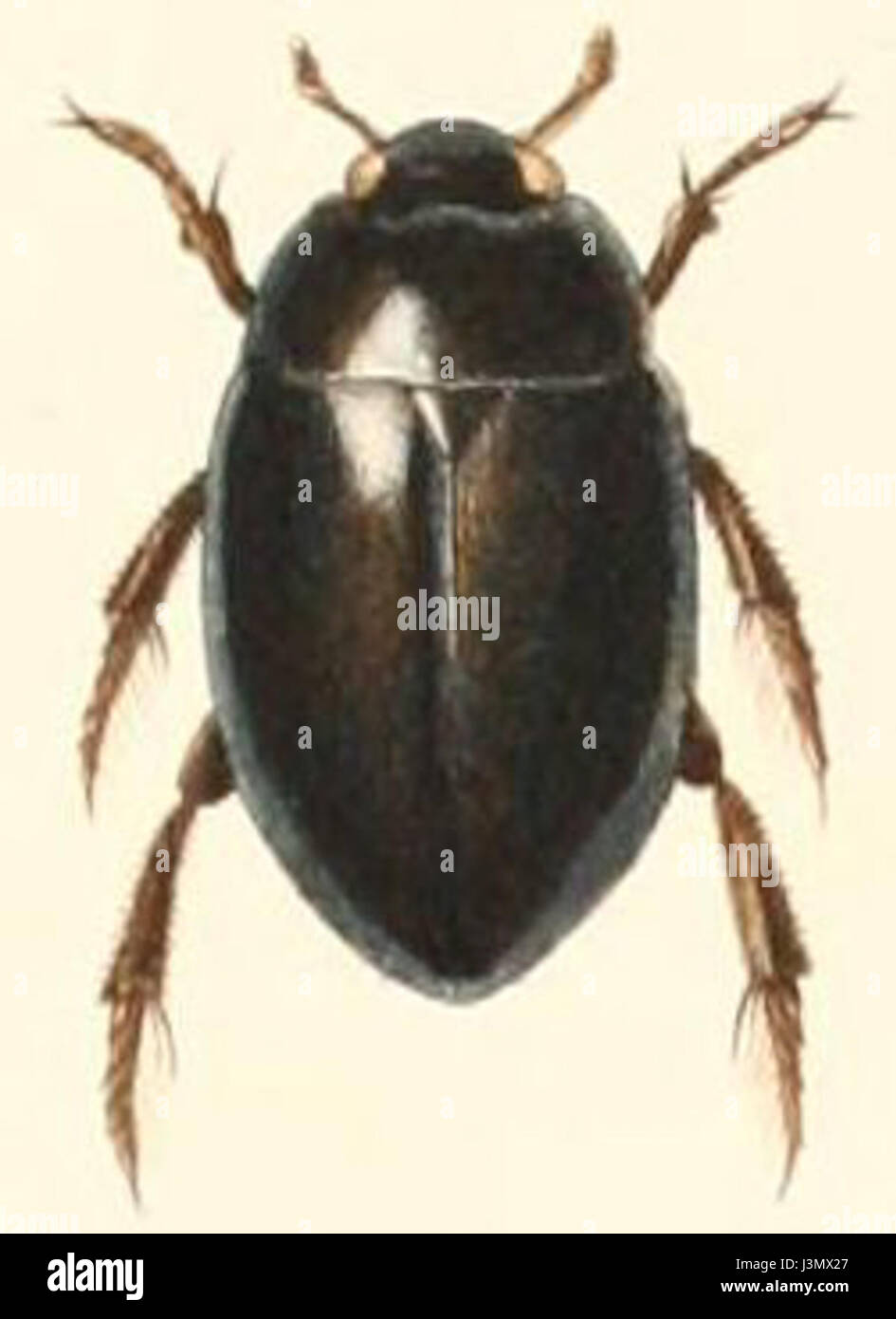 Hydrophilus latus è una specie di grande scarabeo acquatico che si trova in ambienti di acqua dolce. Conosciuto per le sue grandi dimensioni e il suo corpo robusto, è un membro della famiglia degli idrofilidi. Foto Stock