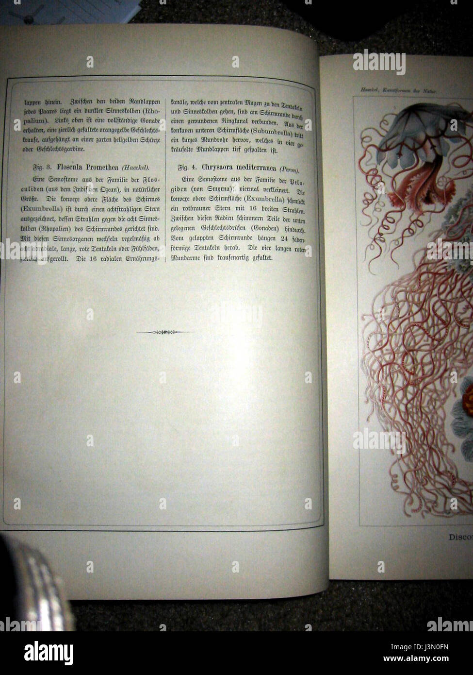 Haeckel Discomedusae 8 testo2 Foto Stock