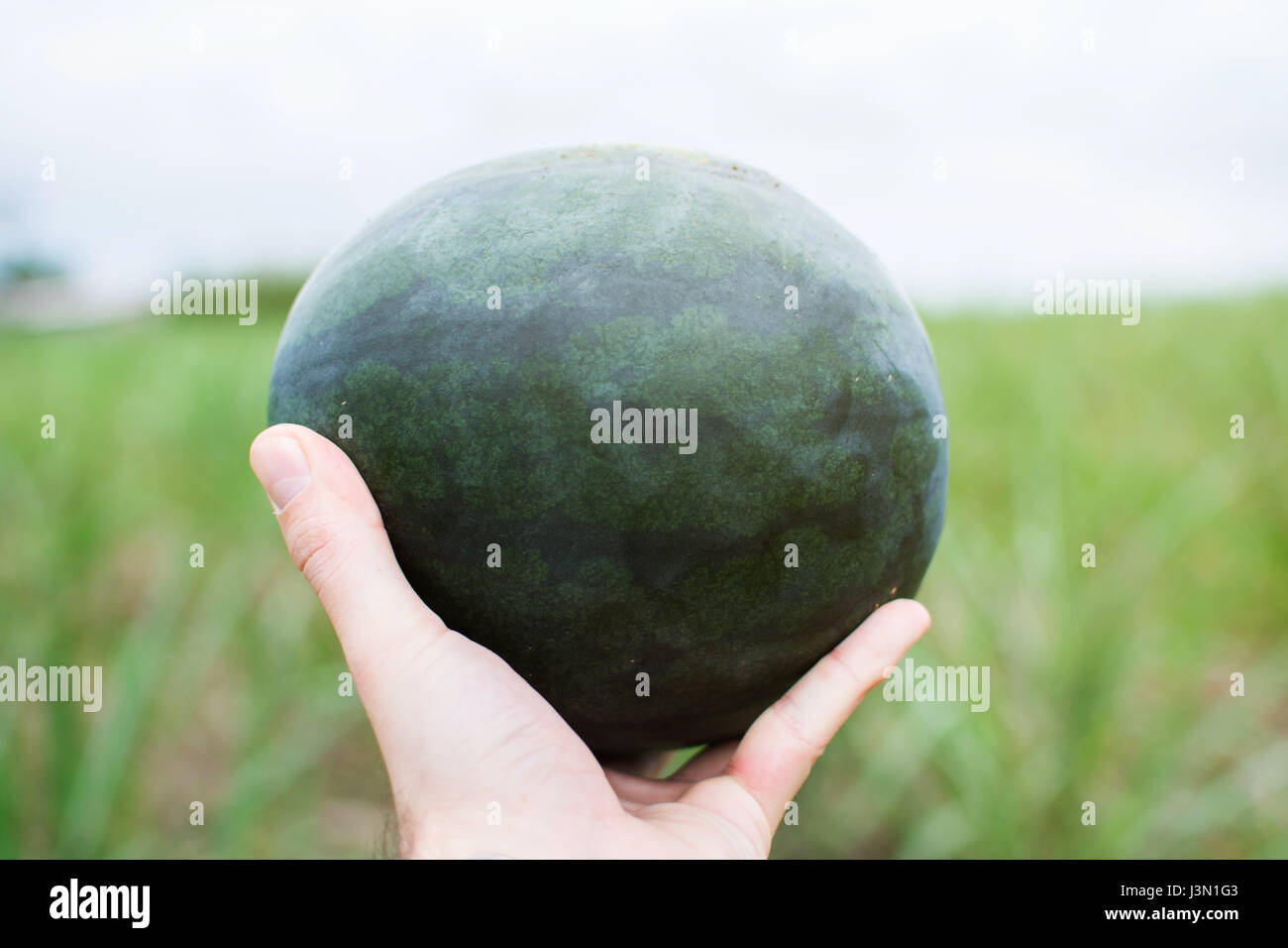 Gli agricoltori mani anguria fresca nel campo Foto Stock