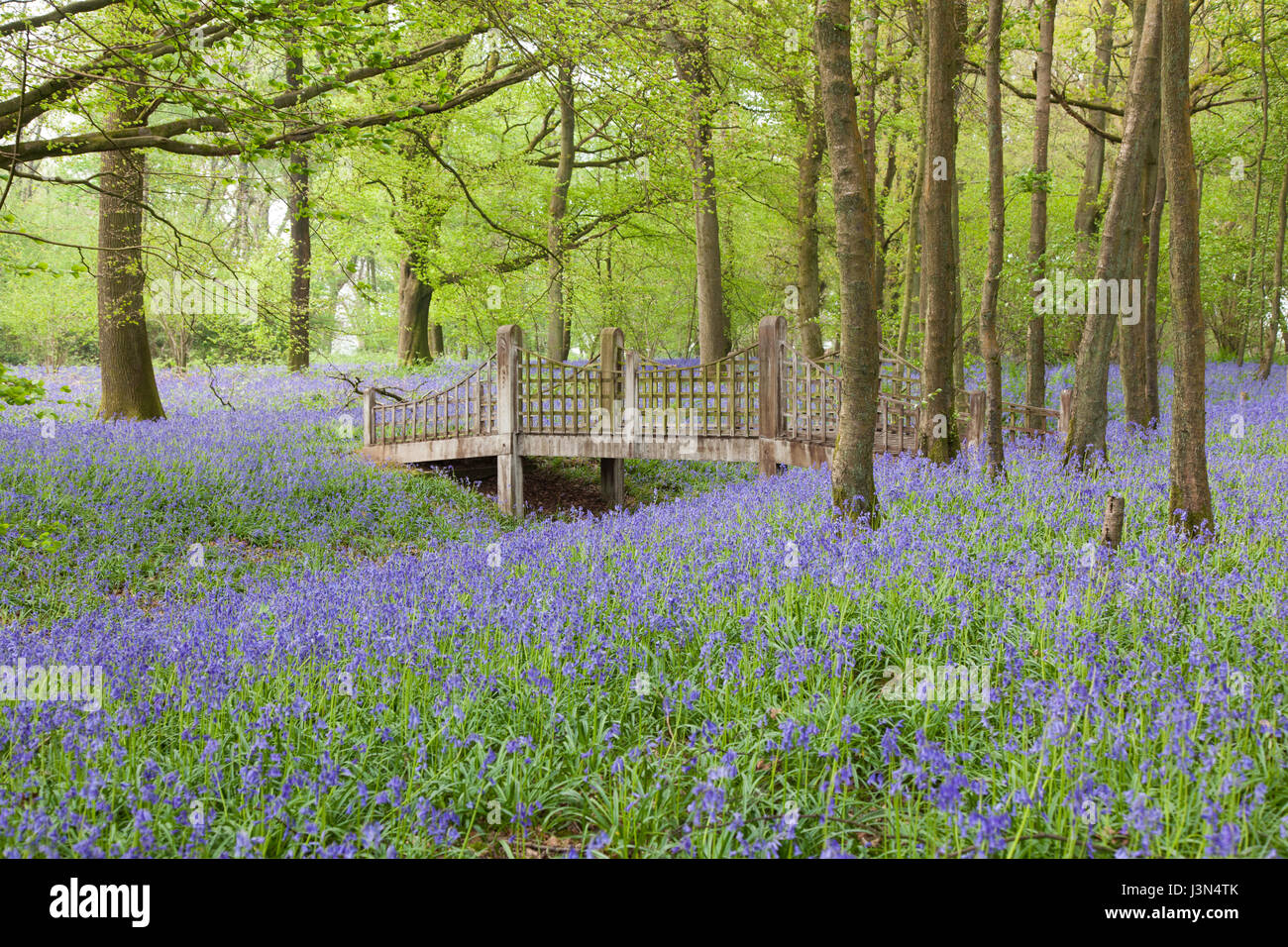 Bluebell fiori nel bosco, Medstead, Hampshire, Inghilterra, Regno Unito. Foto Stock