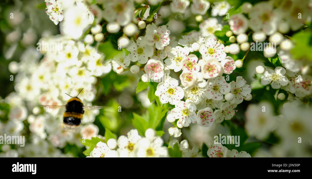 Bumblebee attorno al Fiore di Biancospino Foto Stock