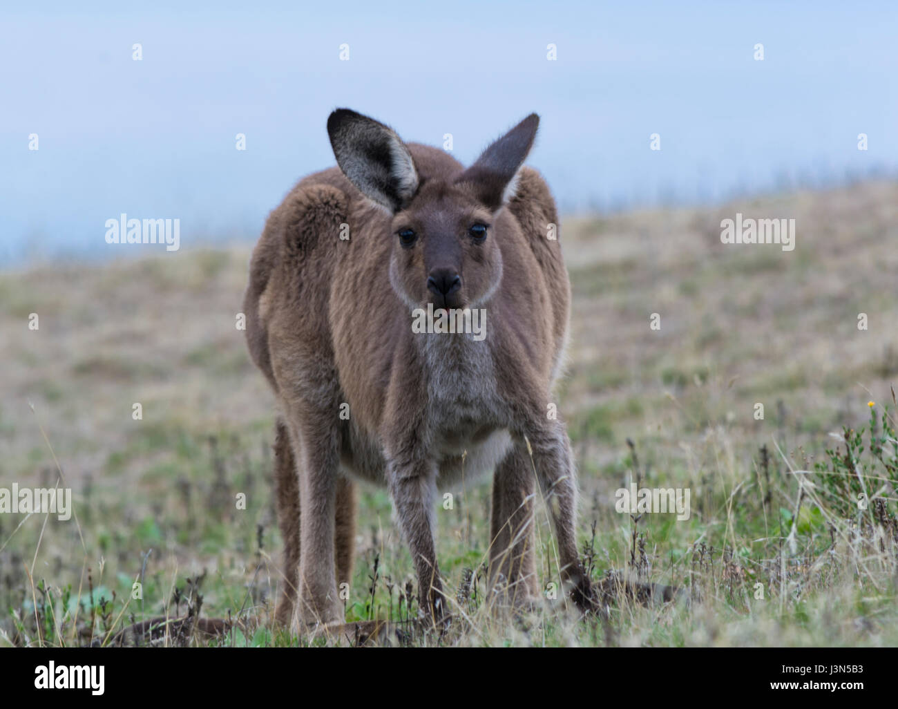 Wild kangaroo guardando dritto verso la fotocamera al Deep Creek Conservation Park in Sud Australia. Deep Creek è situato entro il Fleurieu Peninsul Foto Stock