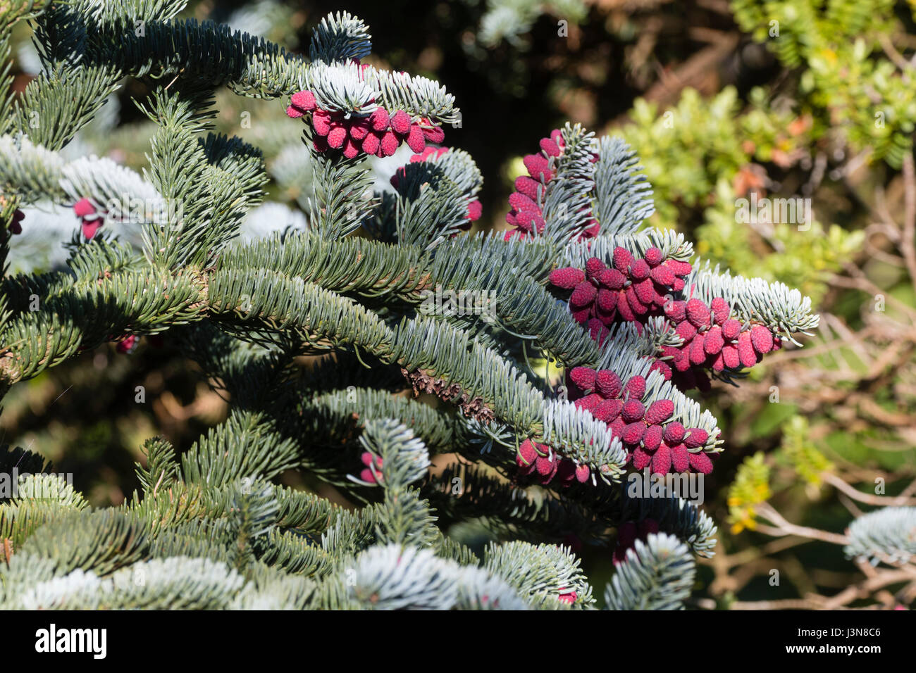 Rosso i coni di molla di contrasto con il fogliame argentato della evergreen fir, Abies procera 'Glauca Prostrata' Foto Stock
