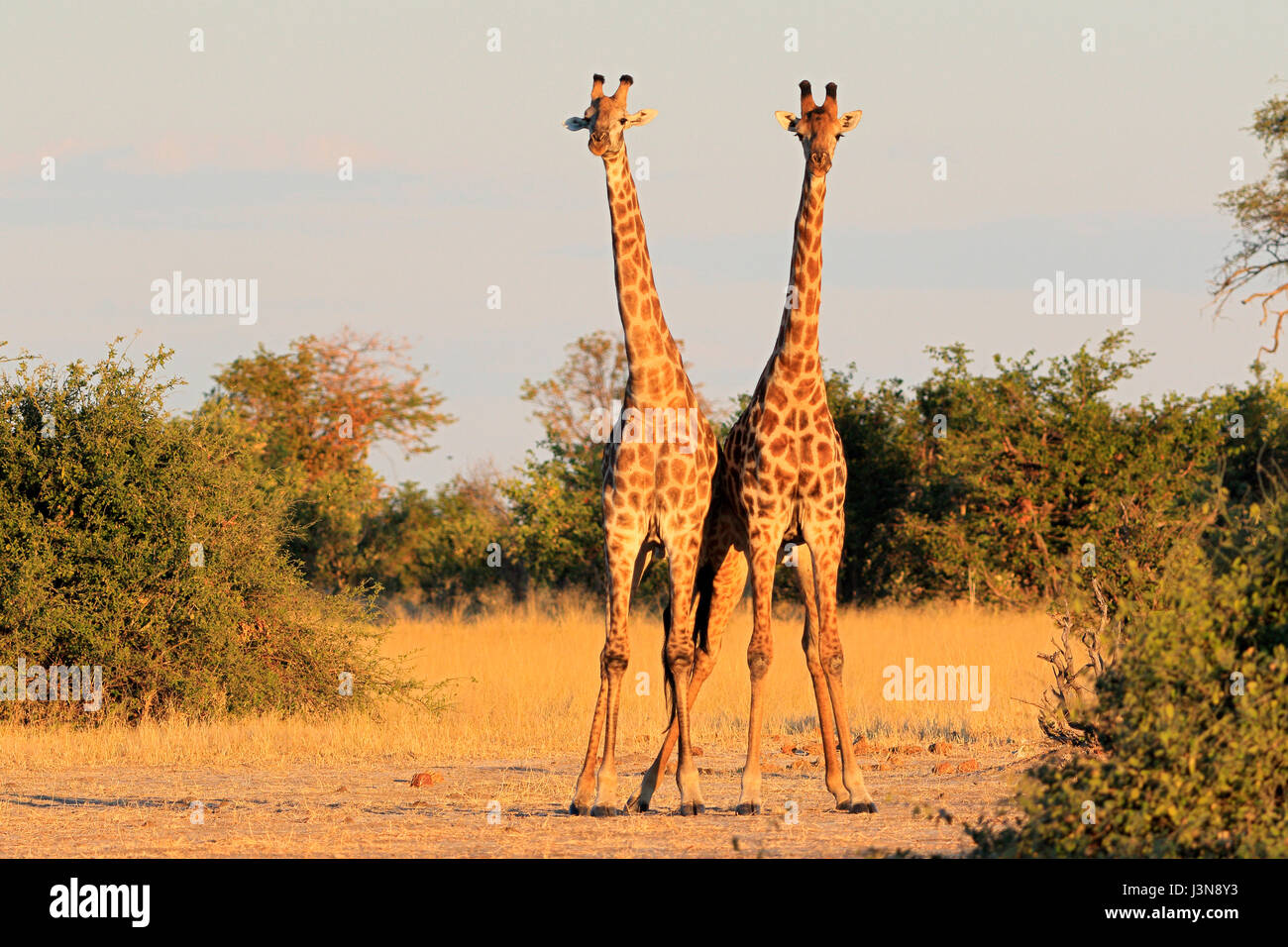 La giraffa, Giraffa camelopardalis, Savuti, Chobe National Park, Botswana Foto Stock