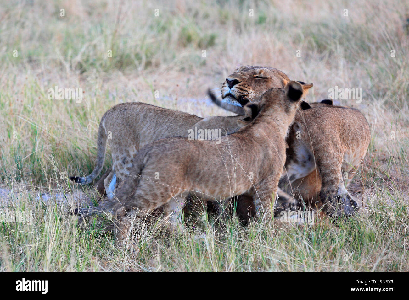 Loewe, Panthera leo, Savuti, Chobe National Park, Botswana, Afrika Foto Stock