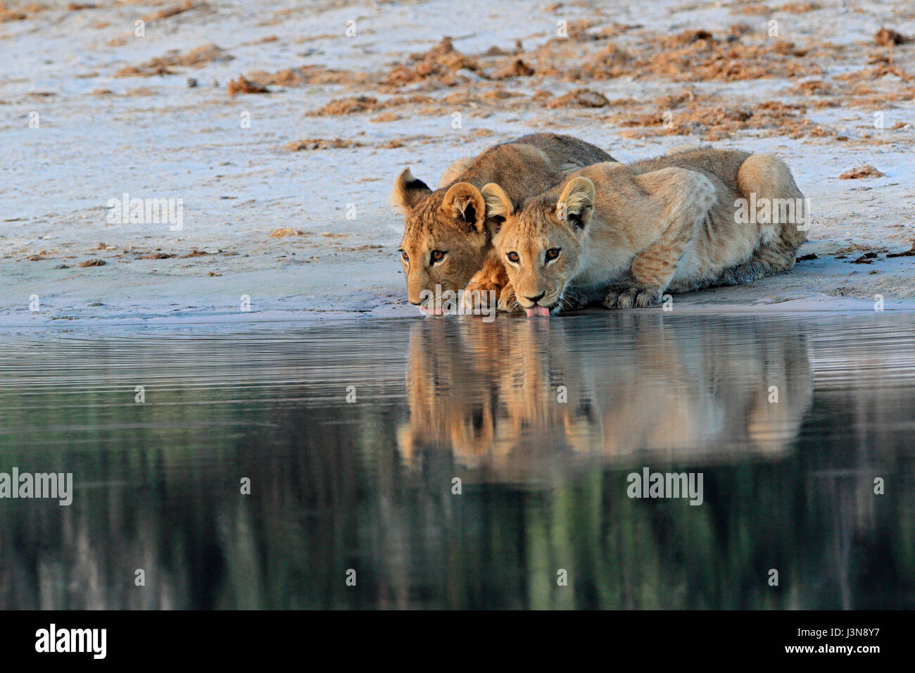 Loewe, Panthera leo, Jungtiere, Savuti, Chobe National Park, Botswana, Afrika Foto Stock