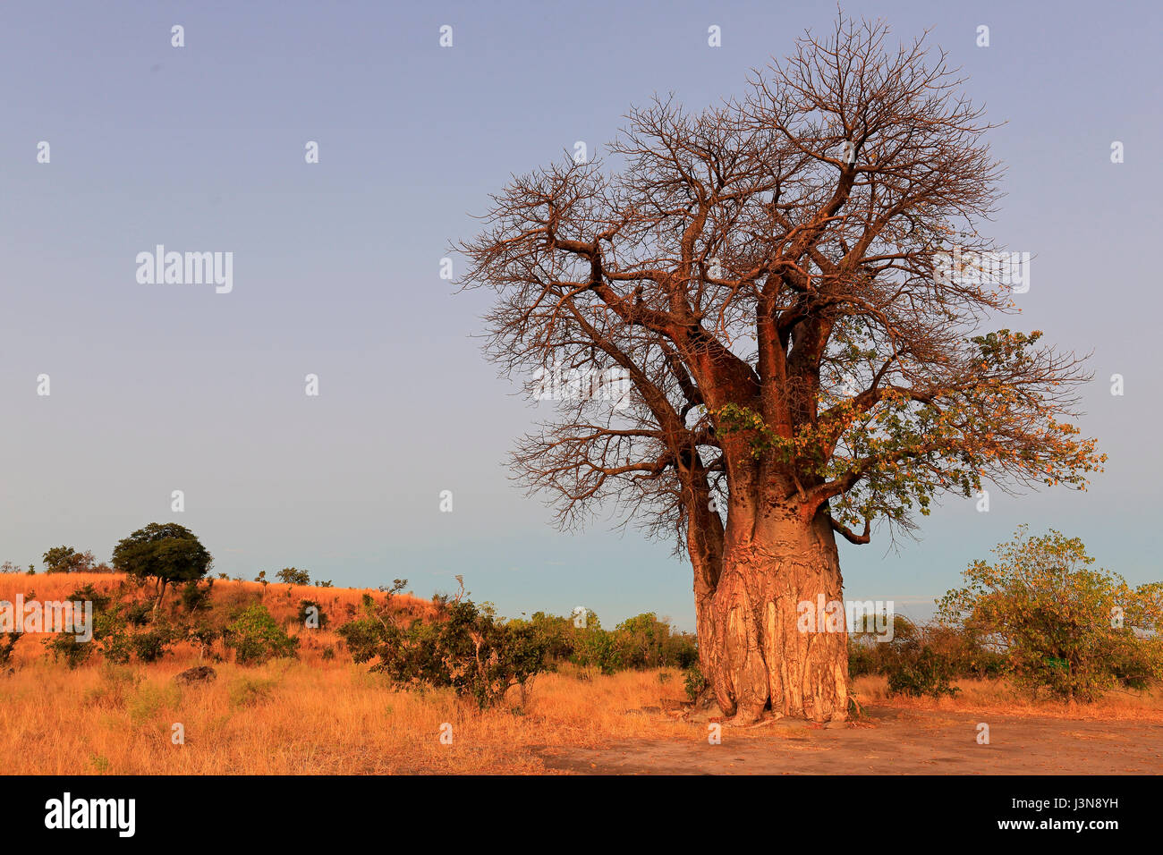 Affenbrotbaum, Adansonia digitata, Savuti, Chobe National Park, Botswana, Africa Foto Stock