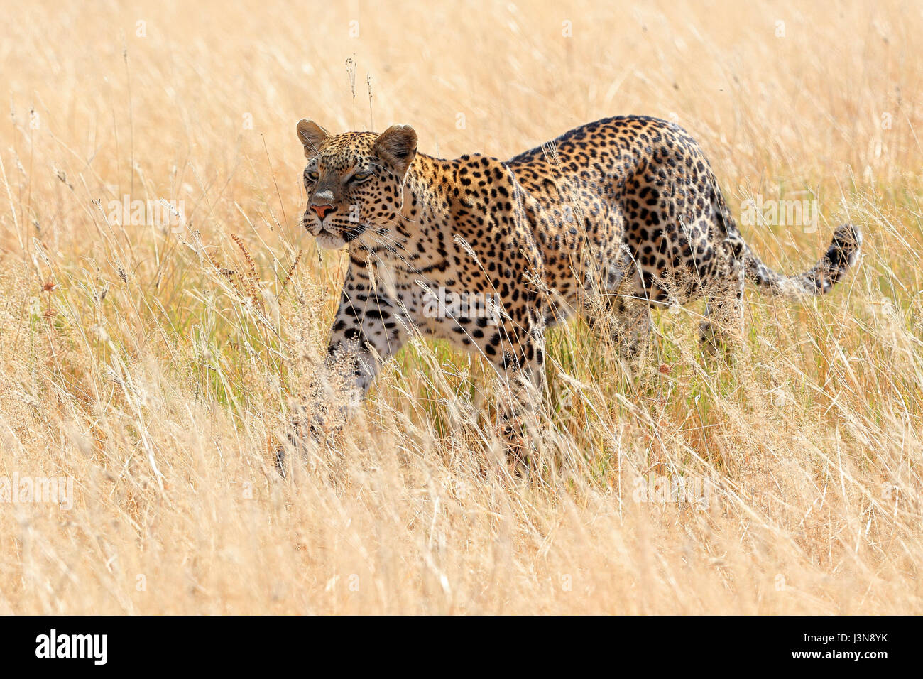 Leopard, Panthera pardus, Savuti, Chobe National Park, Botswana, Afrika Foto Stock