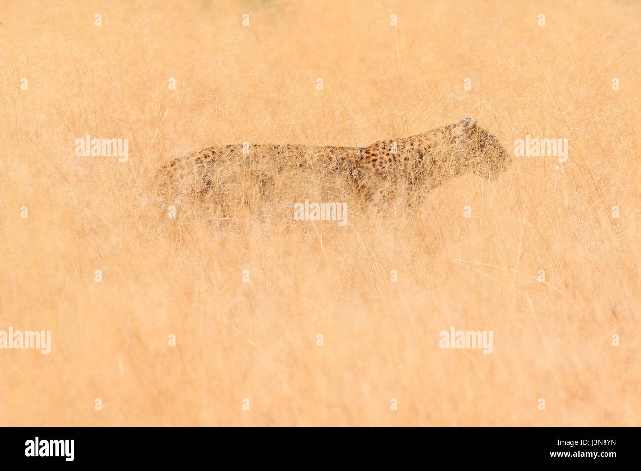 Leopard, Panthera pardus, Savuti, Chobe National Park, Botswana, Afrika Foto Stock