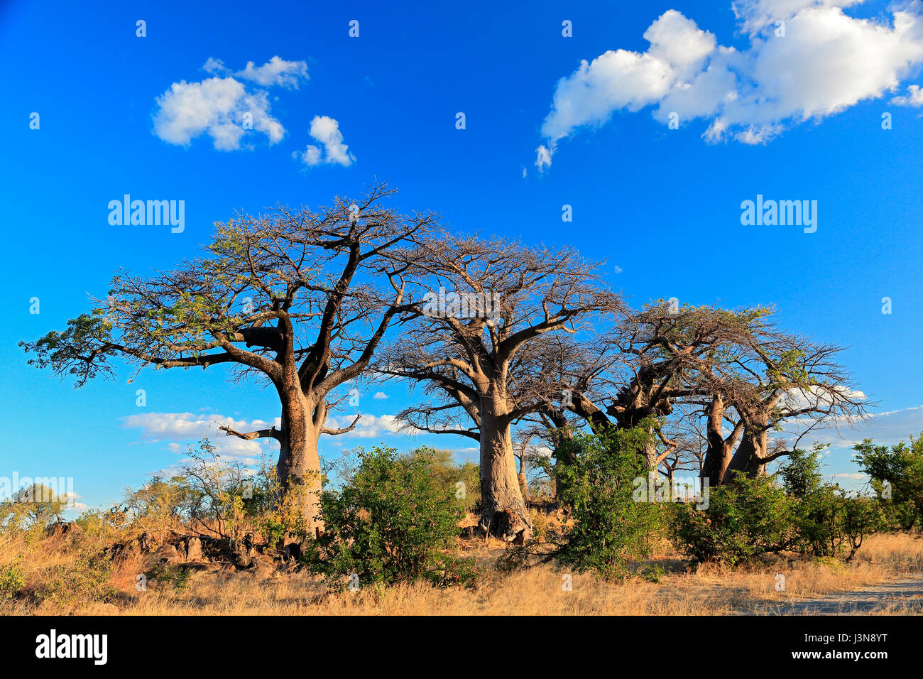 Affenbrotbaum, Adansonia digitata, Savuti, Chobe National Park, Botswana Foto Stock