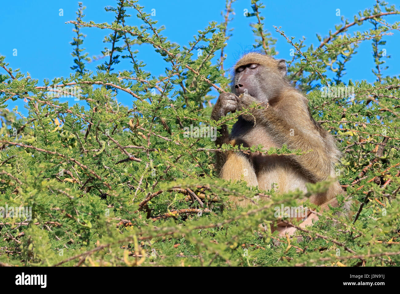 Baerenpavian, Papio ursinus, Kasane Botswana, fiume Chobe National Park, Botswana Foto Stock