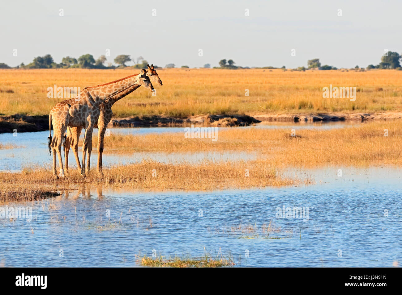 La giraffa, Giraffa camelopardalis, Kasane, fiume Chobe, fiume Chobe National Park, Afrika Foto Stock