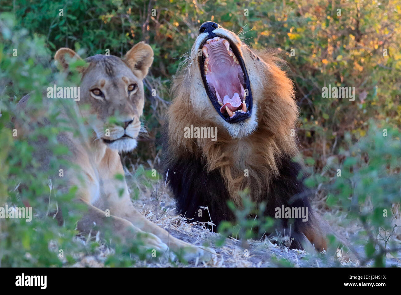 Loewe, Panthera leo, Paar, Kasane, fiume Chobe NP, Botswana, Afrika Foto Stock