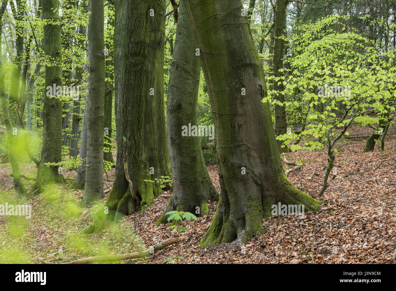 A Buchenwald, Dammer Berge, Landkreis Vechta, Oldenburger Muensterland, Niedersachsen, Deutschland Foto Stock