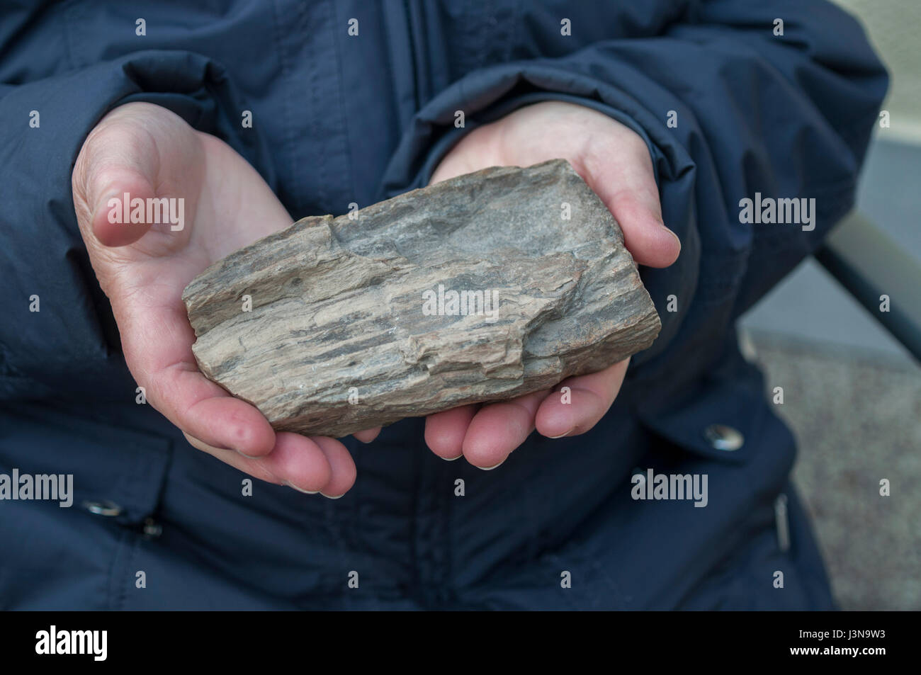 Legno fossile, Schwaebisch Hall, svevo-foresta della Franconia, Hohenlohe regione, Baden-Wuerttemberg, Heilbronn-Franconia, Germania Foto Stock