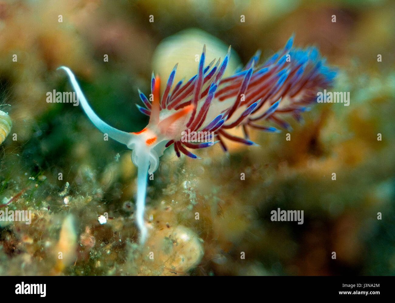 Nudibranch tricolore, mare cratena slug, mediterraneo, Cratena peregrina, Foto Stock