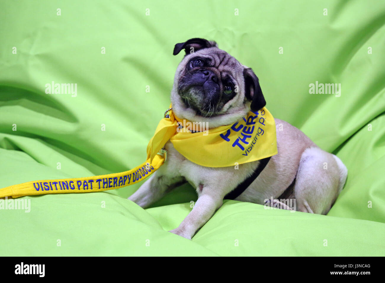 Londra, Regno Unito. Il 6 maggio, 2017. Celebrity Doug il Pug presso il National Pet Show, Excel di Londra, UK Credit: Paul Brown/Alamy Live News Foto Stock