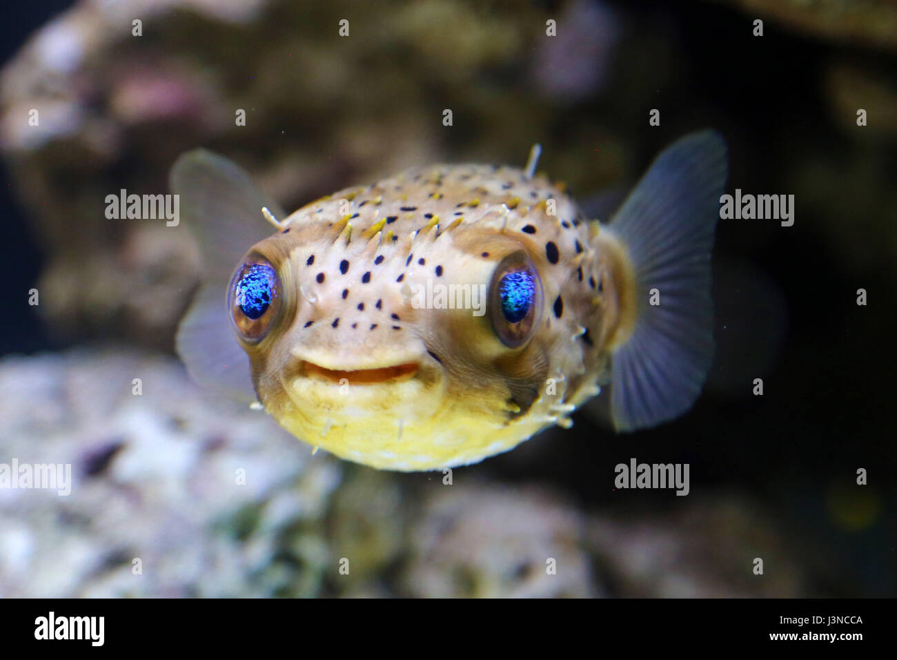 Londra, Regno Unito. Il 6 maggio, 2017. Un porcospino Puffer fish presso il National Pet Show, Excel di Londra, UK Credit: Paul Brown/Alamy Live News Foto Stock