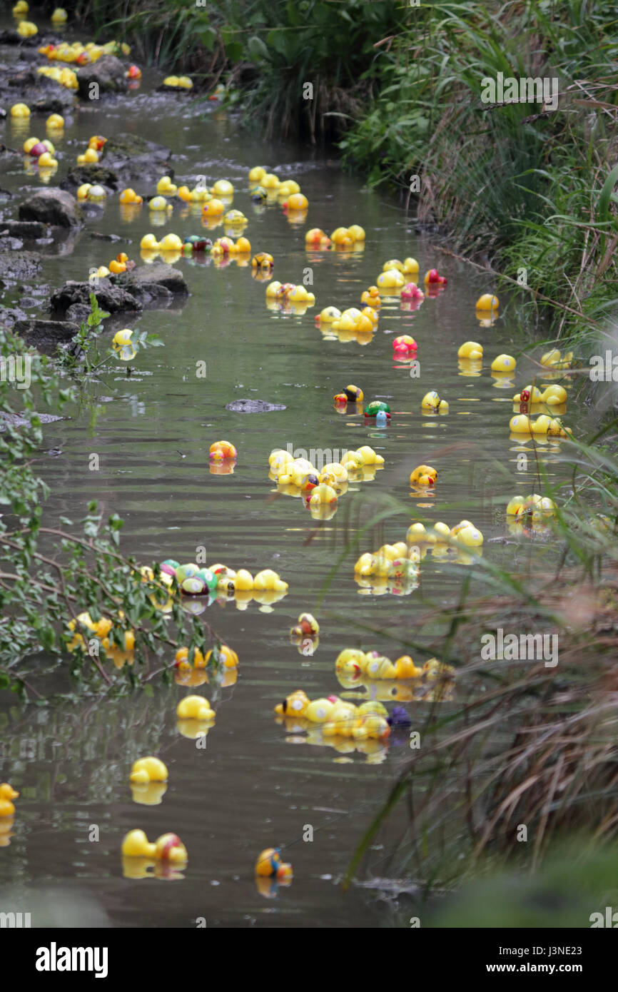 Ewell corte, Epsom Surrey, Regno Unito. Il 6 maggio, 2017. La beneficenza della gara d'anatra lungo il fiume Hogsmill in Ewell Surrey. La mancanza di pioggia significava il fiume era solo che scorre molto lentamente in modo che le anatre aveva bisogno di un po' di aiuto da parte di assessore Eber Kington dei residenti delle associazioni di Epsom and Ewell. Un divertente e ben supportato famiglia locale evento con prosegue l'Epsom ospedale reparto per bambini. Credito: Julia Gavin UK/Alamy Live News Foto Stock