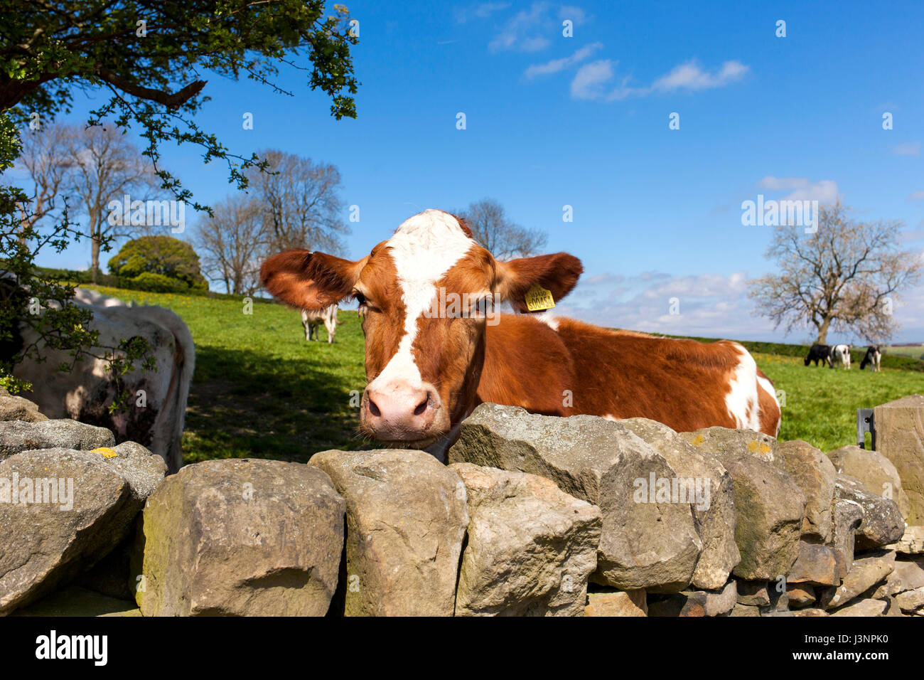Fritchley, Derbyshire, Regno Unito Il 7 maggio 2017. Peer di bestiame su una tradizione di pietra a secco sulla parete una calda soleggiata giornata di primavera nelle zone rurali del Derbyshire vicino al villaggio di Fritchley. Credito: Mark Richardson/Alamy Live News Foto Stock