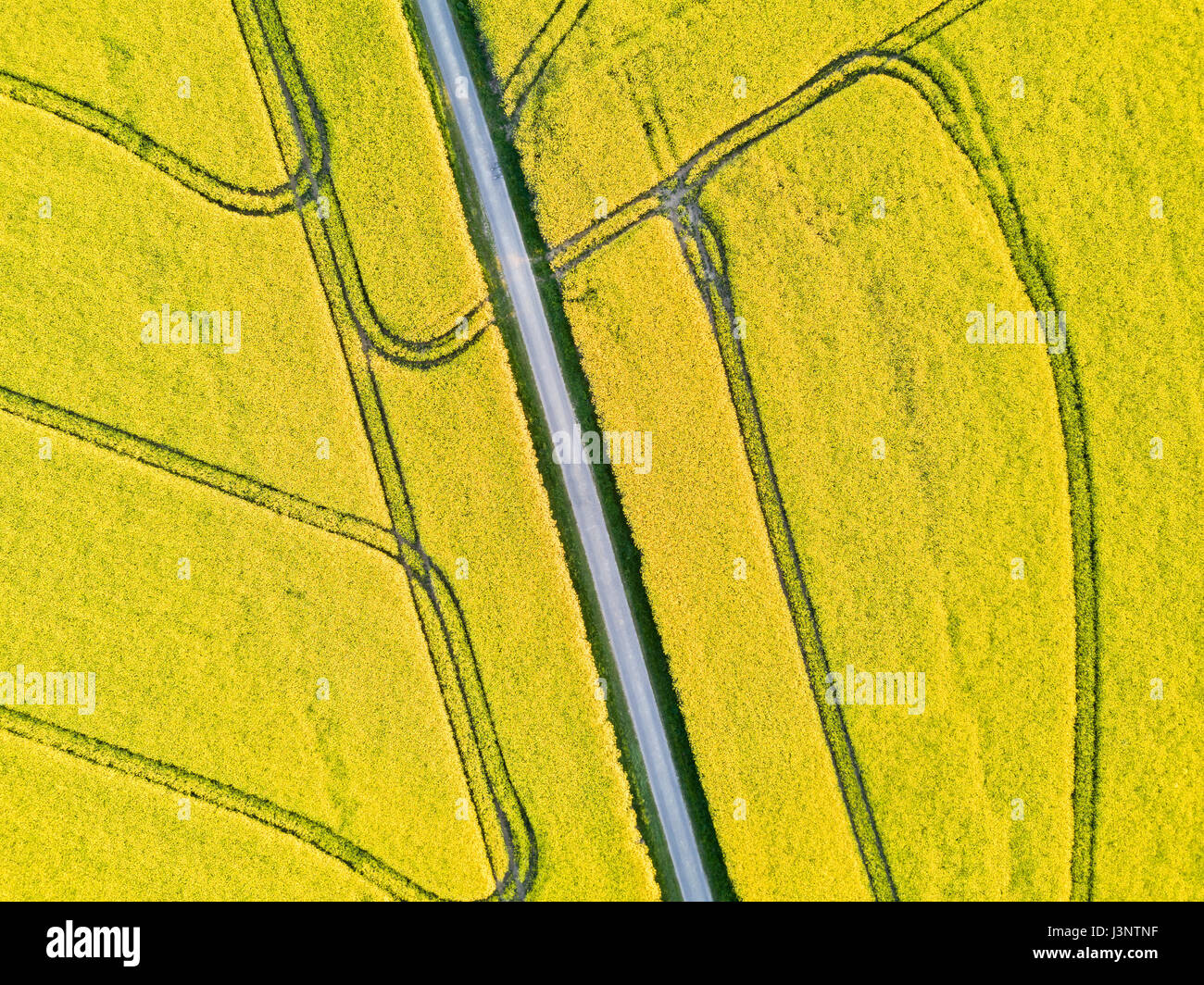 Bella top-down drone vista aerea di colza gialli nel campo dei fiori con una strada e geometrico i cingoli del trattore Foto Stock