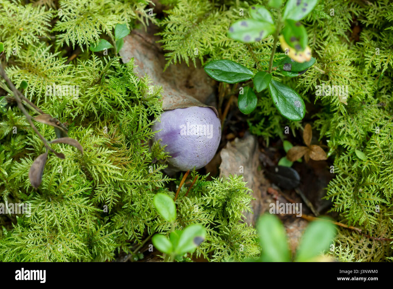 Cortinarius tendente al violaceo fra muschi di Hylocomium splendens Foto Stock