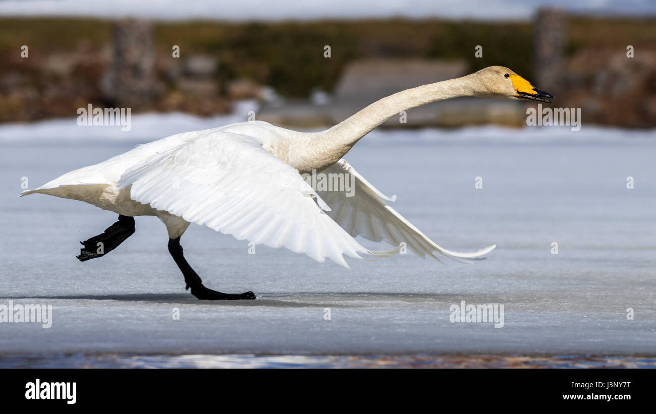 Cigno selvatico Foto Stock