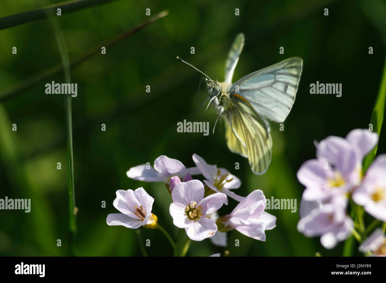 Verde-bianco venato farfalla in volo. Foto Stock