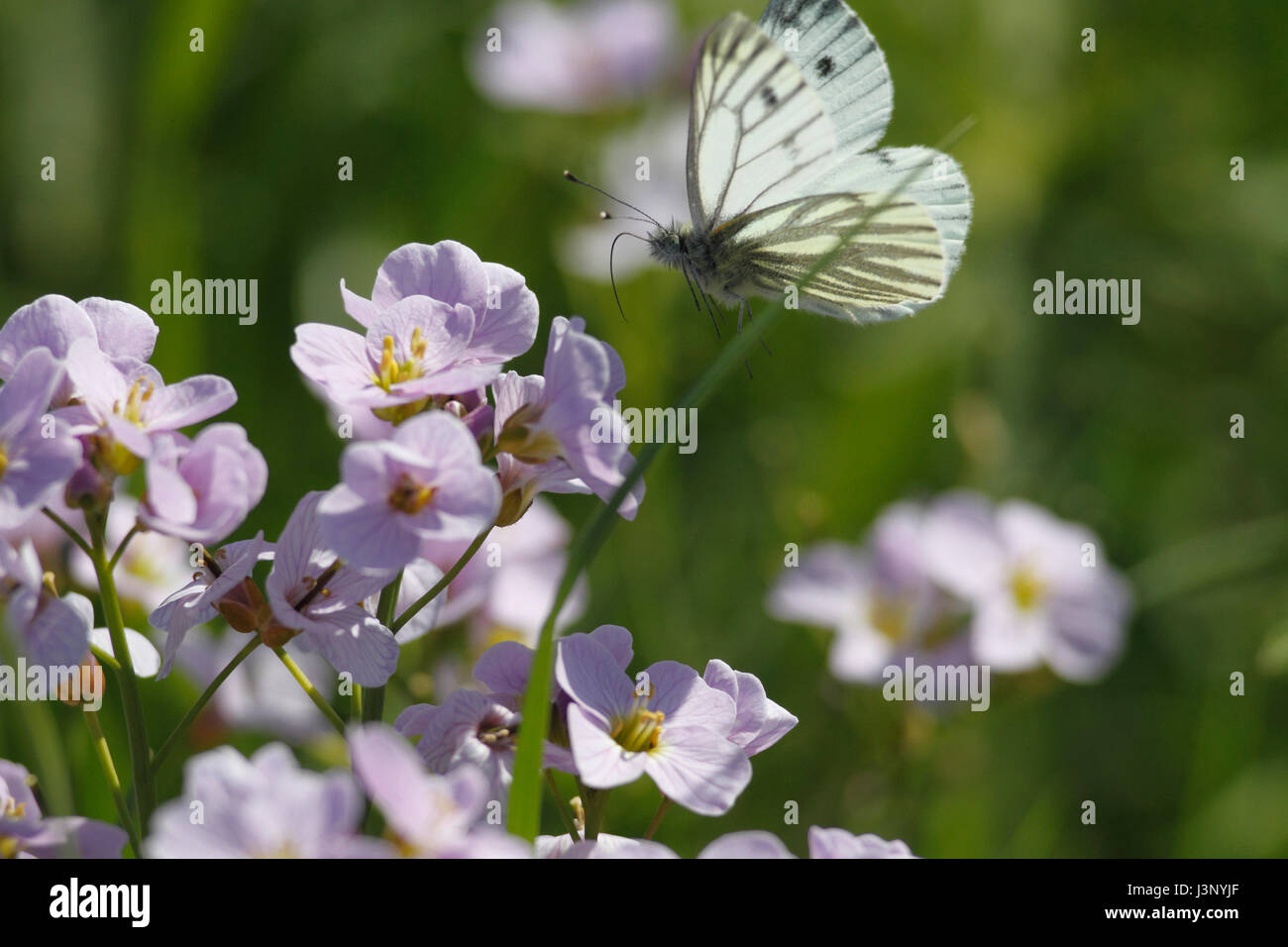 Verde-bianco venato farfalla in volo. Foto Stock