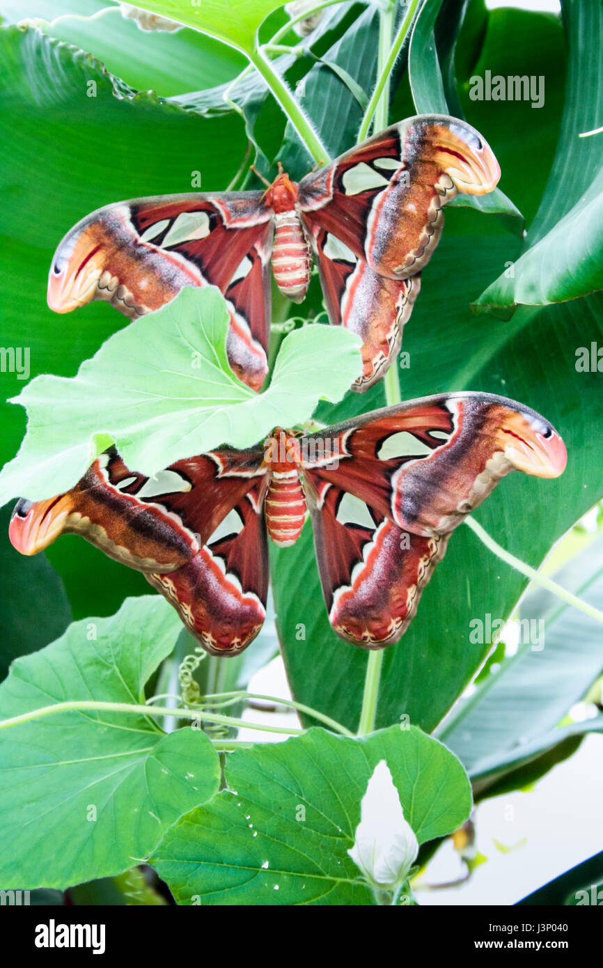 Close-up di Atlas Moth (Attacus Atlas) sulla foglia verde, sfondo Foto Stock