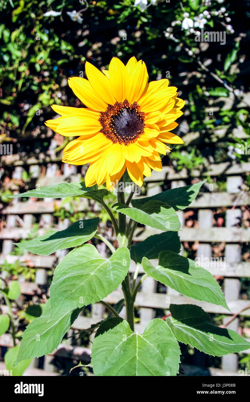 Close up di un giallo girasole (Helianthus) che fiorisce in una Londra giardino sul retro Foto Stock