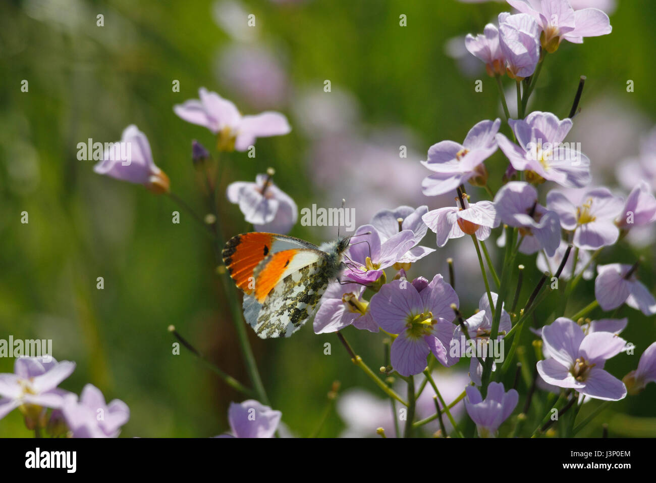 Punta arancione farfalla Foto Stock