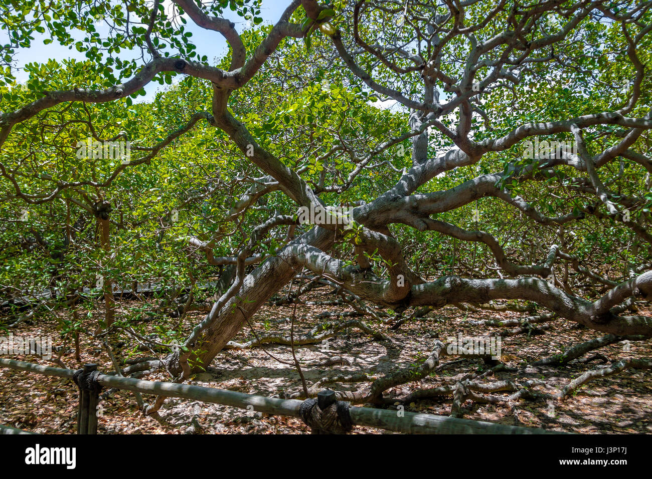 Più grande del mondo di anacardi Tree - Pirangi, Rio Grande do Norte, Brasile Foto Stock