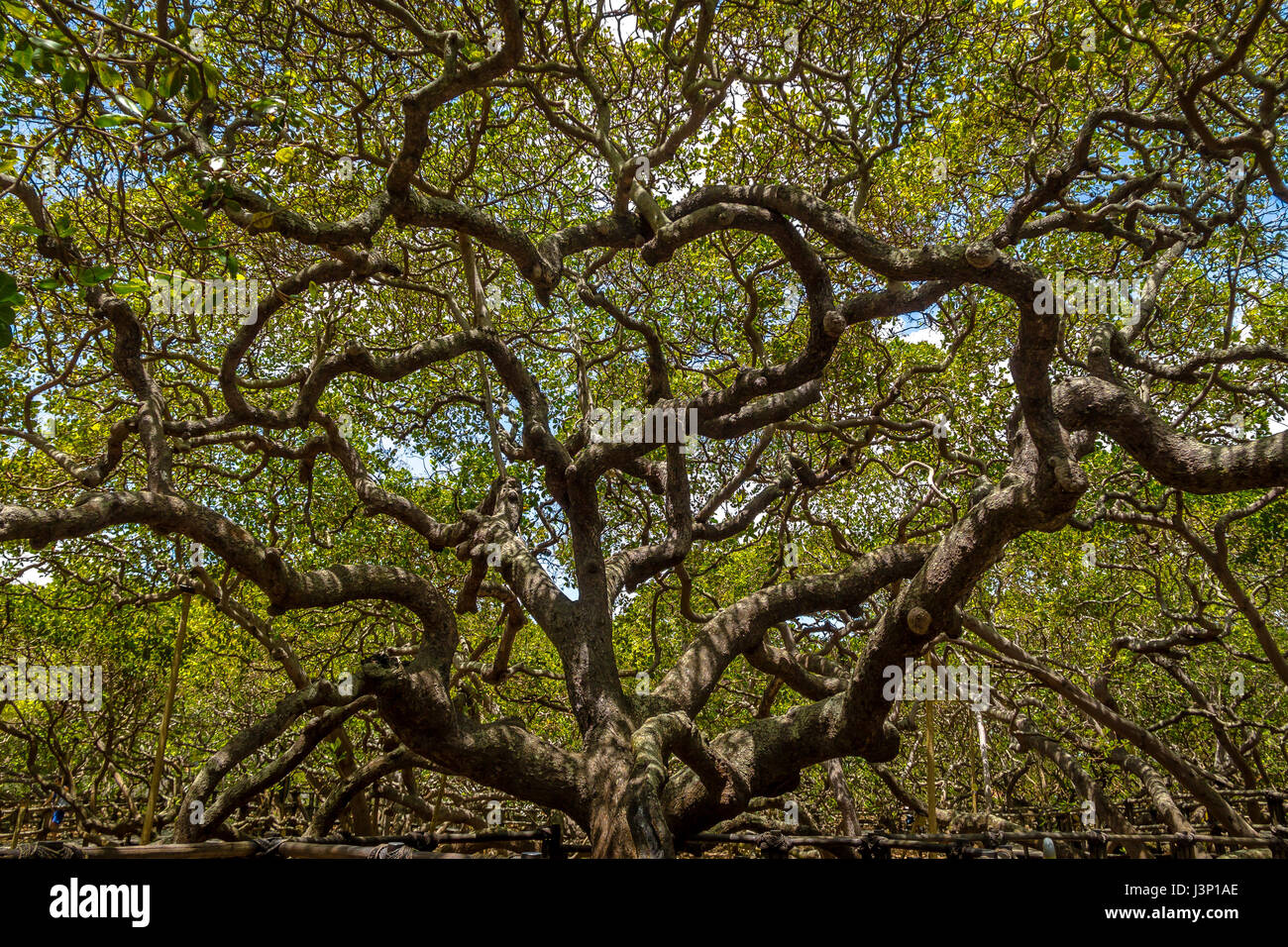 Più grande del mondo di anacardi Tree - Pirangi, Rio Grande do Norte, Brasile Foto Stock