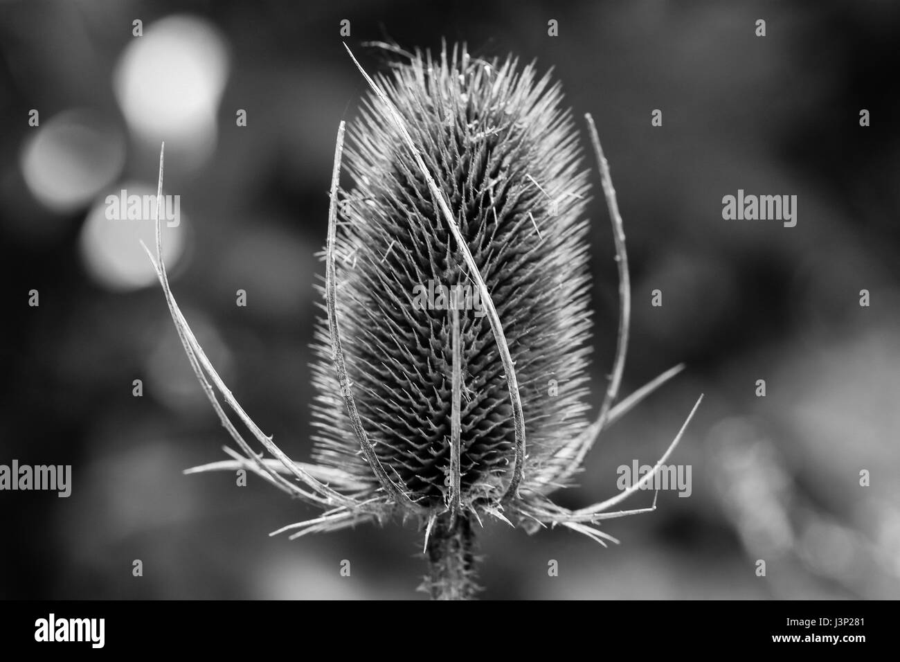 Fiori Selvatici in Toronto anfratti. Spinosa e interessante Teasel gualchiere, essiccato e semi, probabilmente da uccelli. Foto Stock
