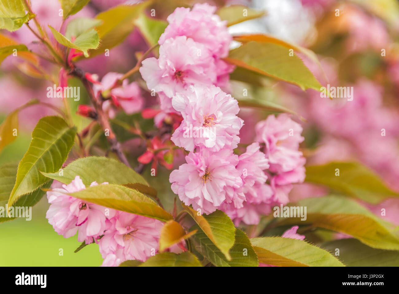 Sakura fioritura in giardino. Abloom rosa ciliegia giapponese (Sakura) sbocciare nella soleggiata giornata di primavera con un bellissimo bokeh di fondo Foto Stock