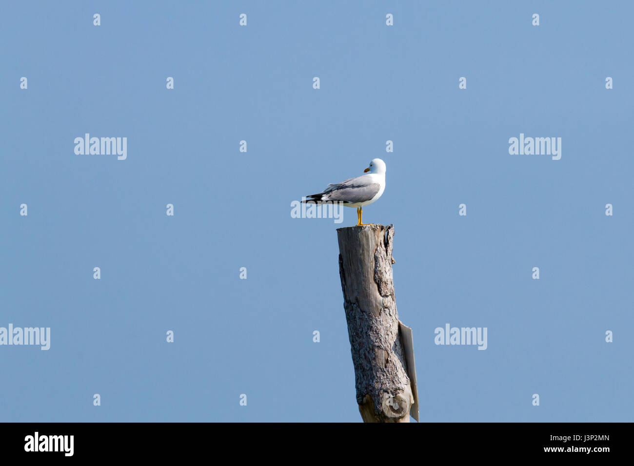 Gull permanente sulla palizzata da "Delta del Po' laguna. Natura italiana. Birdwatching Foto Stock