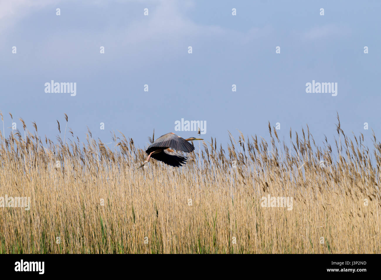 Airone rosso vicino fino dal fiume Po laguna, Italia. Per gli uccelli migratori. Natura italiana Foto Stock