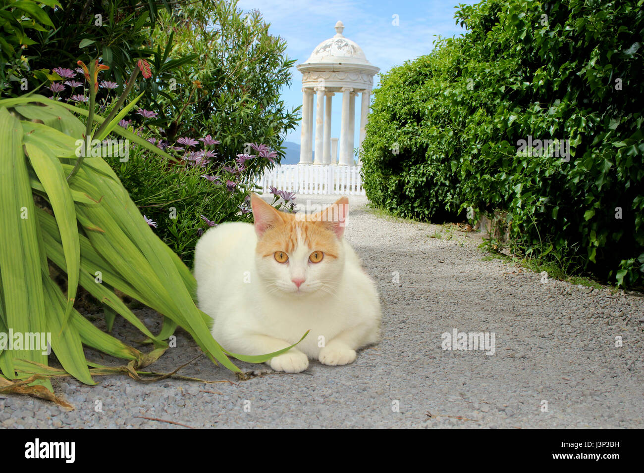 Il gatto domestico, Rosso tabby bianco, van, giacente su di un sentiero che conduce a un padiglione di colore bianco Foto Stock