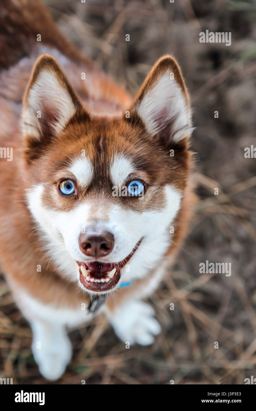 Alaskan klee kai deliziosamente cercando per un trattamento a dog park Foto Stock