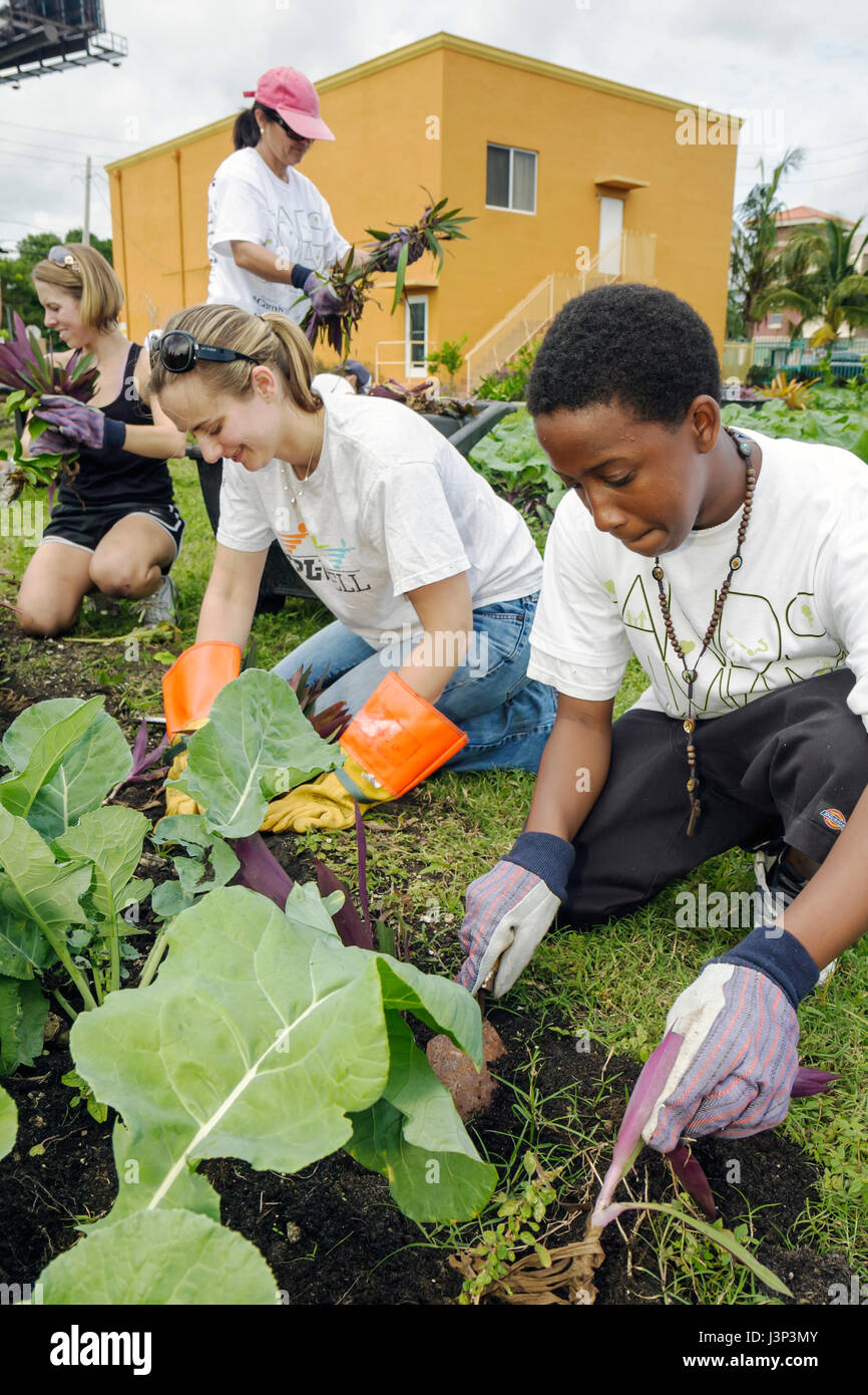 Miami Florida,Overtown volontari lavoro di squadra che lavorano insieme aiutando piantare orto giardino città interna, ragazzo nero adolescente studente donna femmina Foto Stock