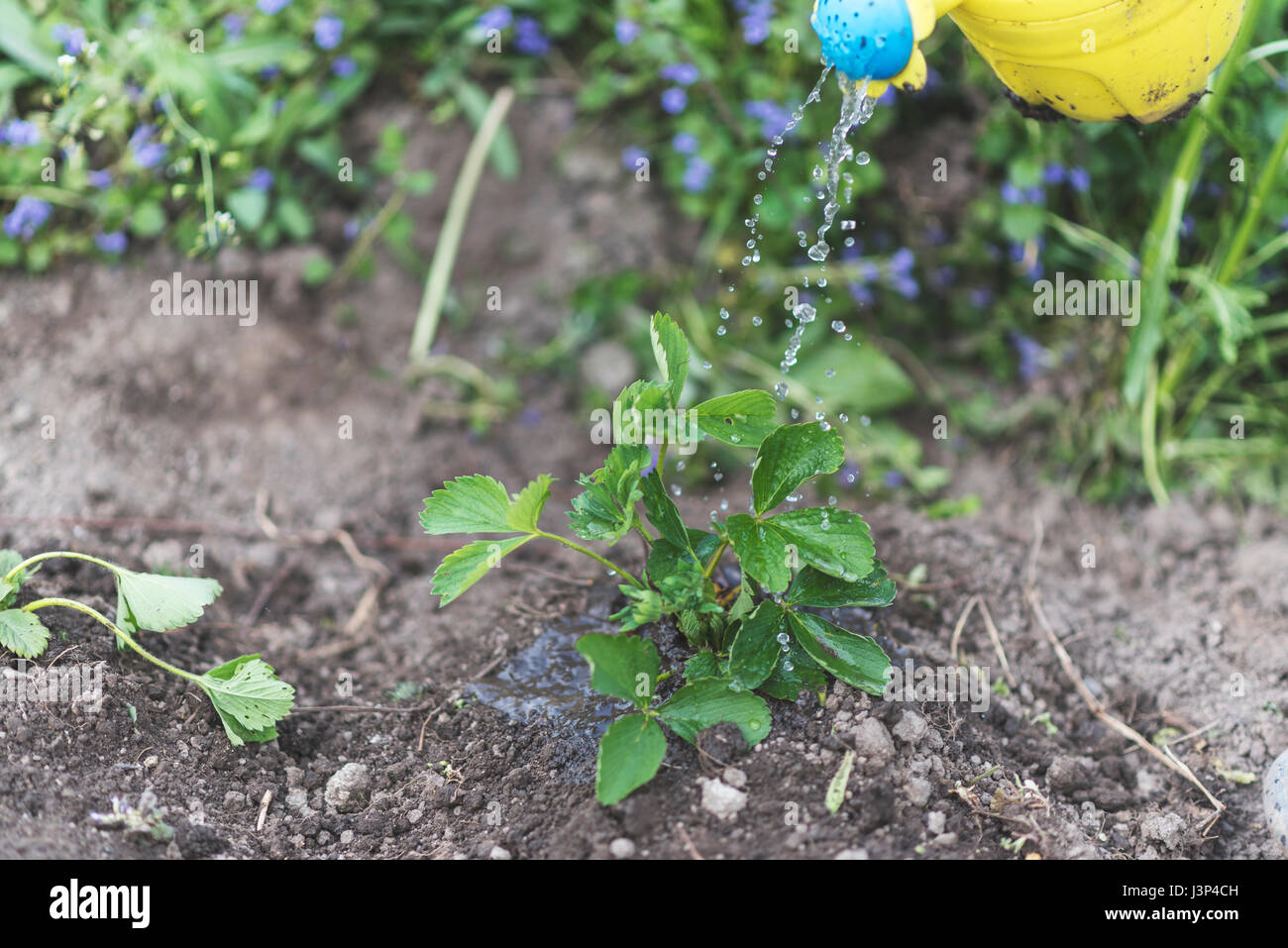 Irrigazione donna piantine di fragole fresche, campo Foto Stock