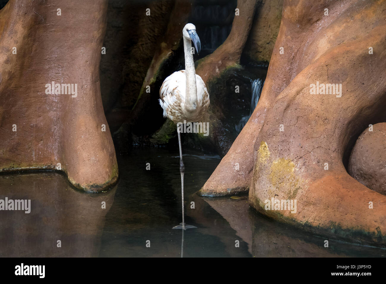Flamingo al Parque das Aves - Foz do Iguacu, Parana, Brasile Foto Stock