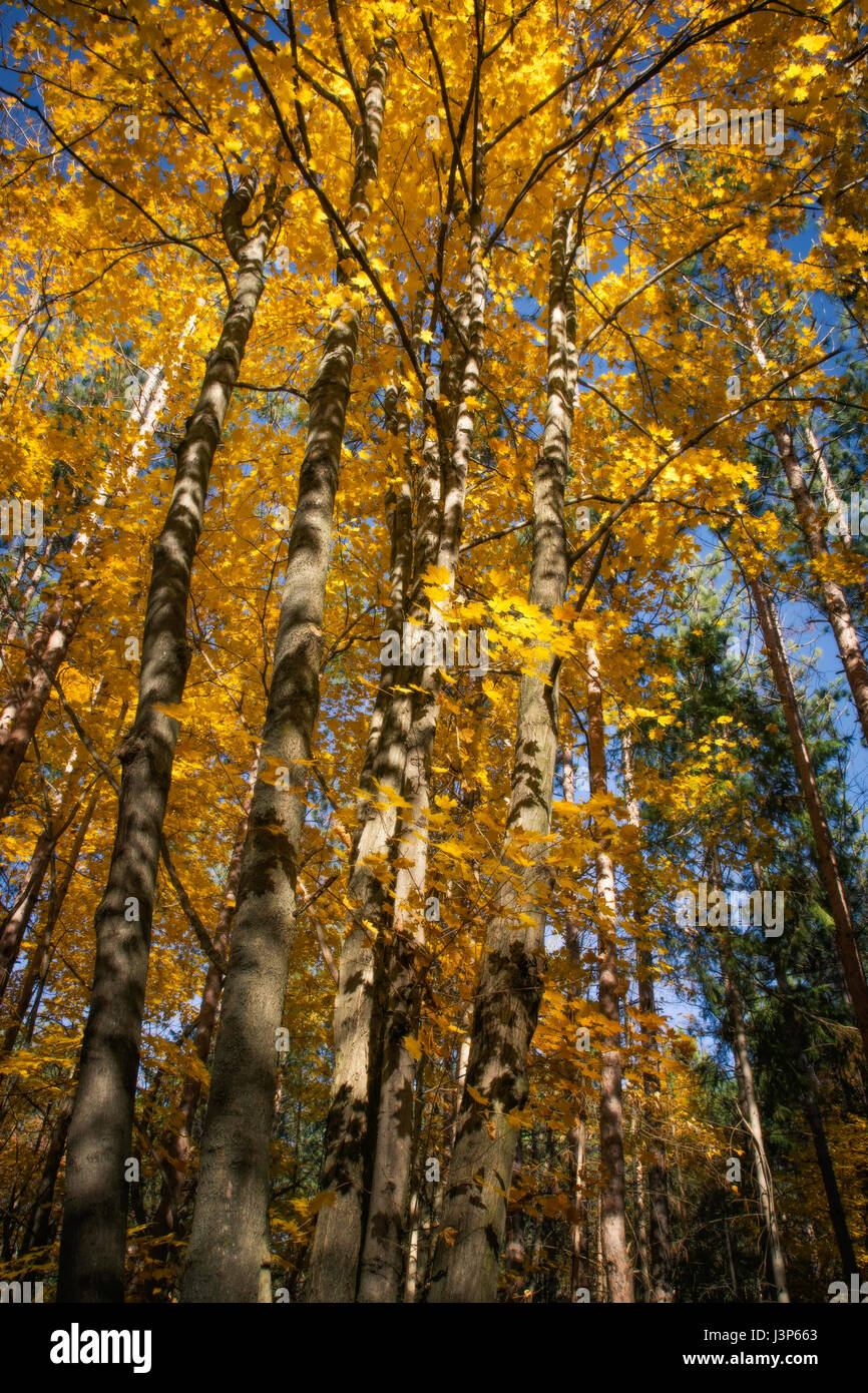 Paesaggio Naturale Foto Stock