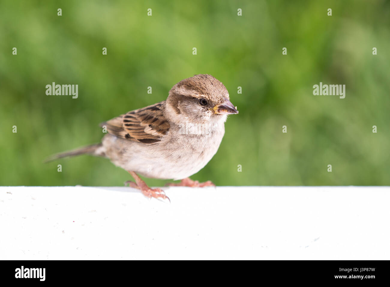 Sparrow ritratto - unico passero marrone uccello appollaiato sulla parete Foto Stock