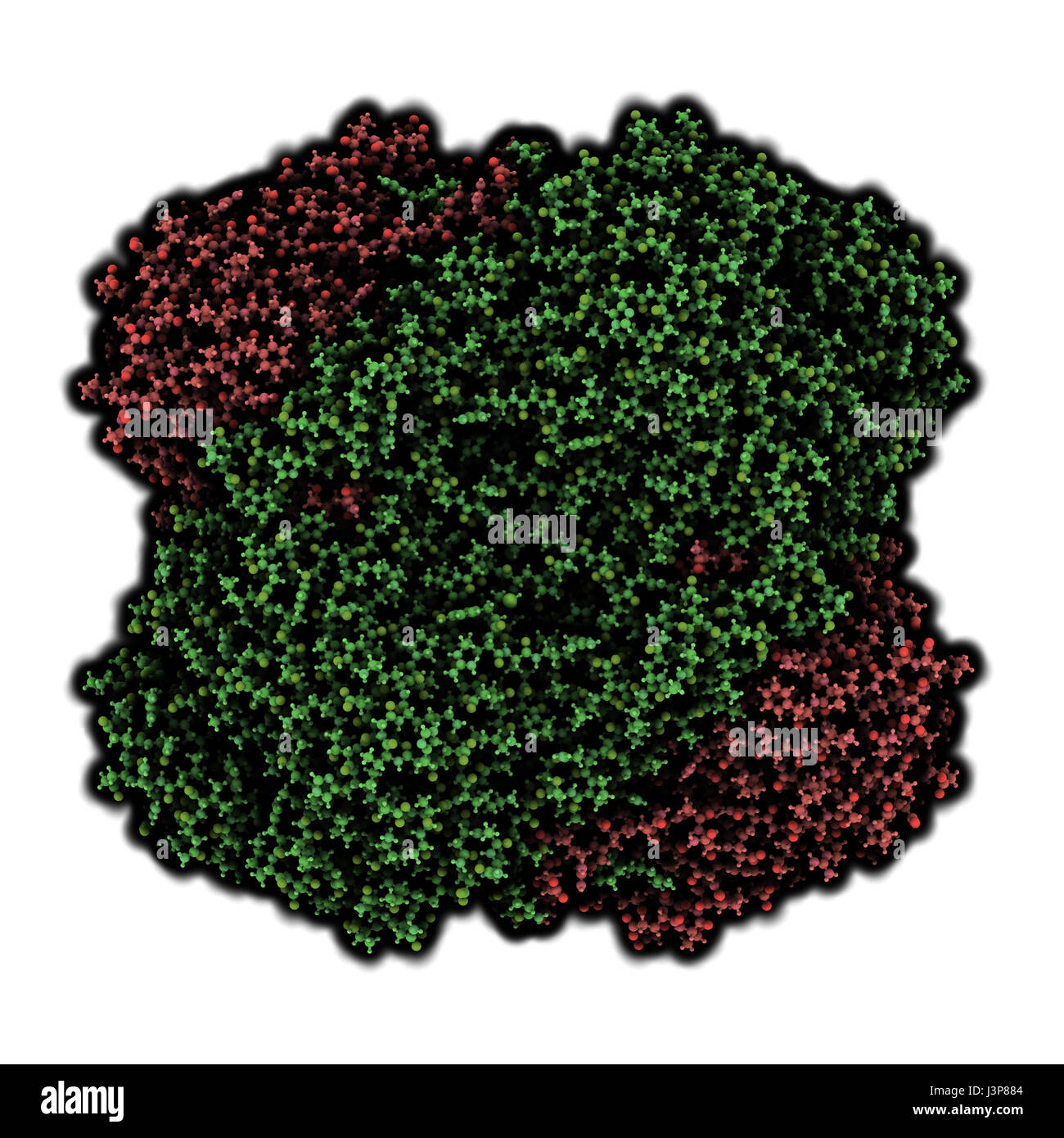 Globulo rosso umano catalasi. Protegge la cella da danni da specie di ossigeno reattivo (ROS). Atomi mostrato come sfere. Omo-tetramero, 2 catene gree ombreggiata Foto Stock