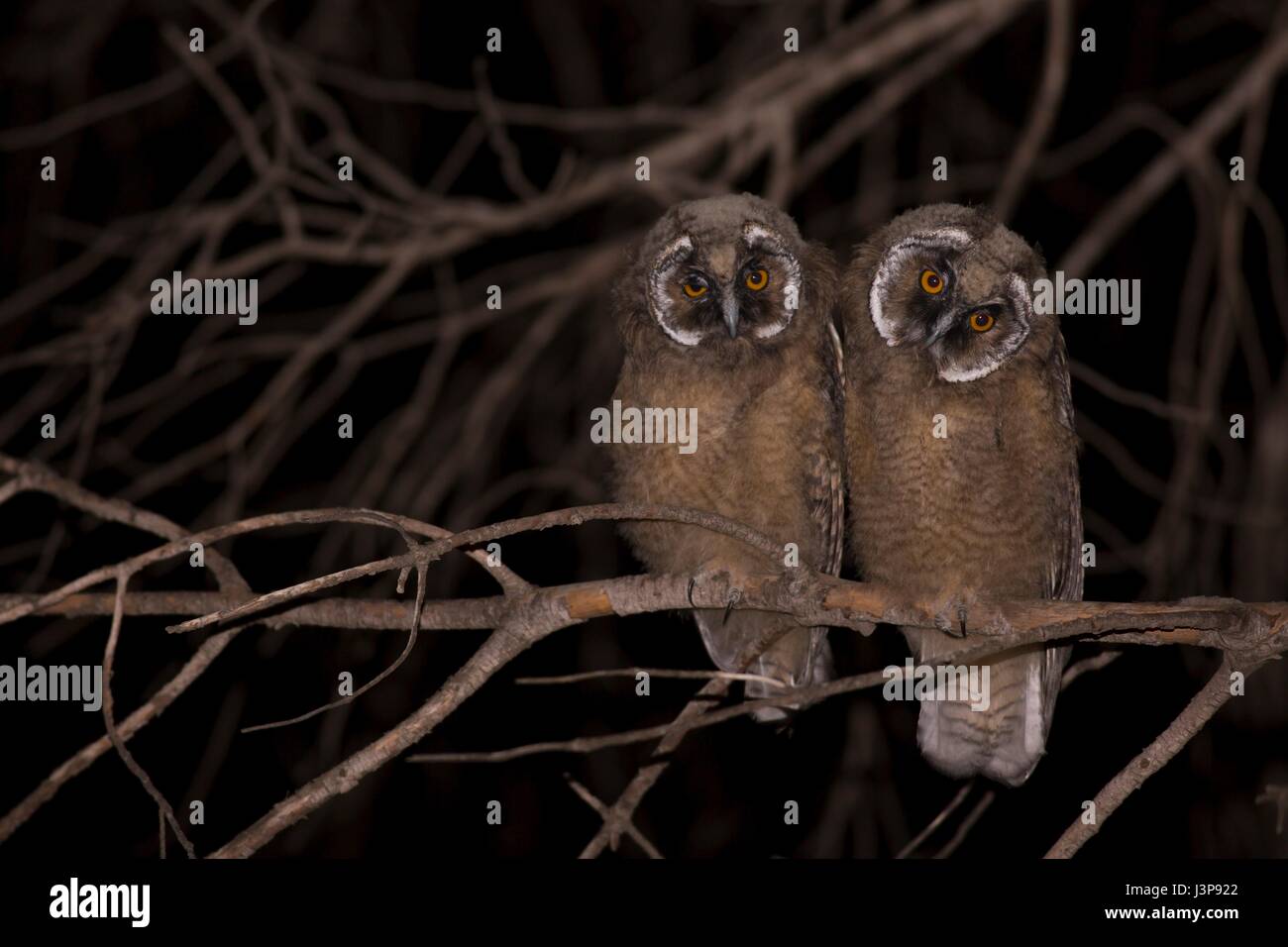 Long-eared Owls (Asio otus) in una struttura ad albero. Questo gufo abita bosco in prossimità di paese aperto tutto l'emisfero settentrionale. Essa è strettamente notturno e si nutre prevalentemente di piccoli mammiferi come topi e arvicole. Fotografato in Israele in aprile. Foto Stock