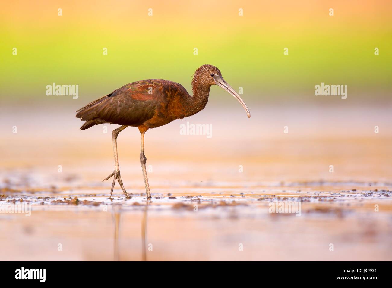 Ibis lucido (Plegadis falcinellus) alimentazione sulle lumache di acqua dolce in acque poco profonde. Questi uccelli si nutrono principalmente di invertebrati acquatici e insetti come lumache di acqua dolce, cozze, granchi e gamberi di fiume. Fotografato a Ein Afek riserva naturale, Israele in agost Foto Stock