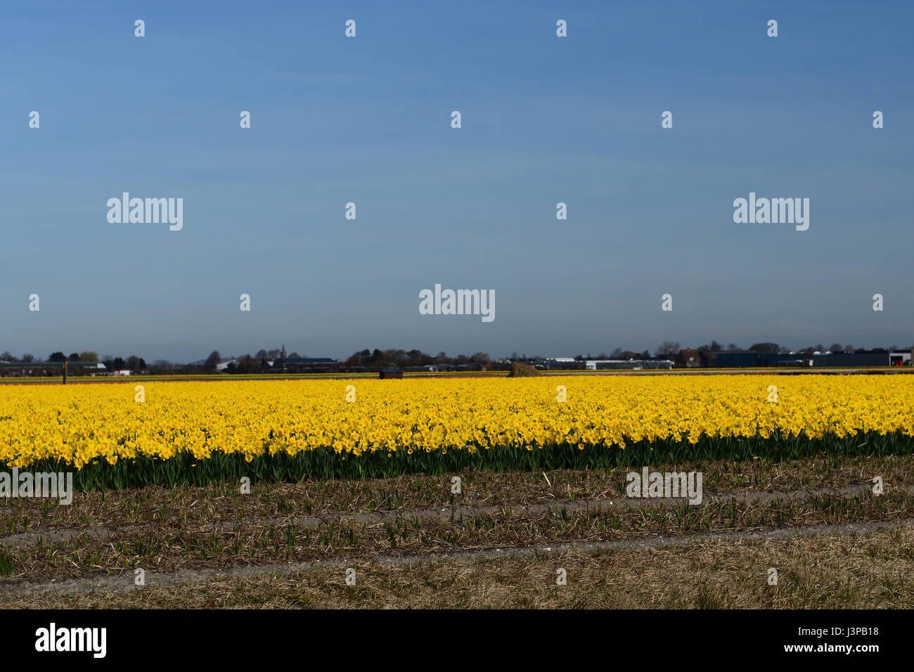 Giallo daffodil campi Foto Stock