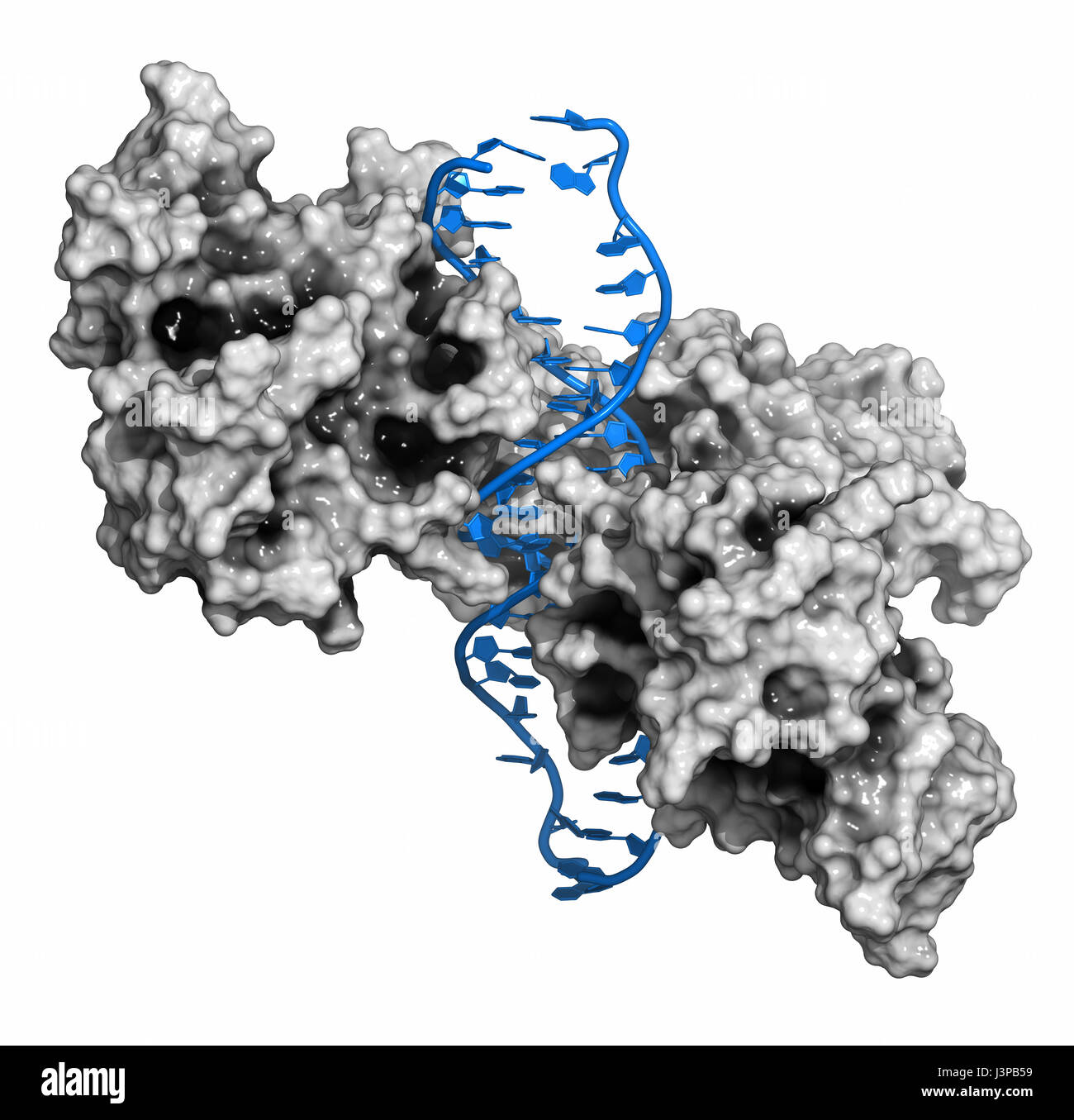 NF-kB (Fattore nucleare kappa-light-chain-enhancer di cellule B attivate)  proteina complessa. Gioca un ruolo nel cancro e infiammazione. Cartoon  representatio Foto stock - Alamy